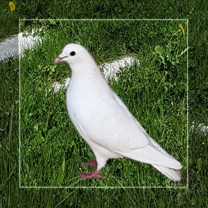 U iščekivanju Duha Svetoga U iščekivanju Duha Svetoga